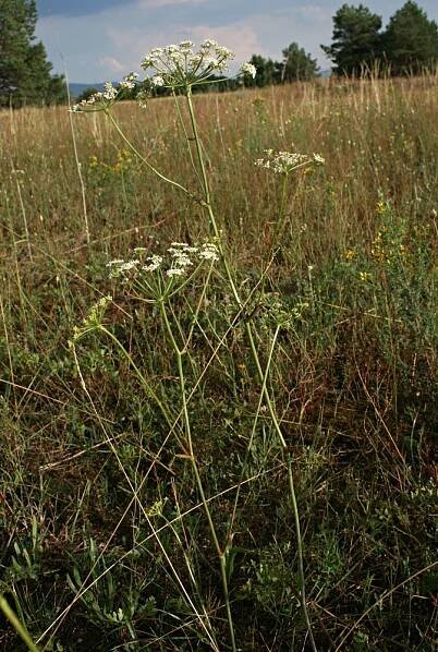 Peucedanum oreoselinum - smldník olešníkovitý | Apiaceae - miříkovité | Natura Bohemica