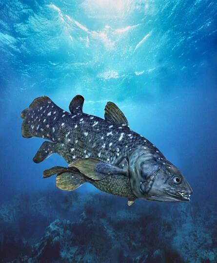 coelacanth latimeria chalumnae, dospělý - lalokoploutví - stock snímky, obrázky a fotky