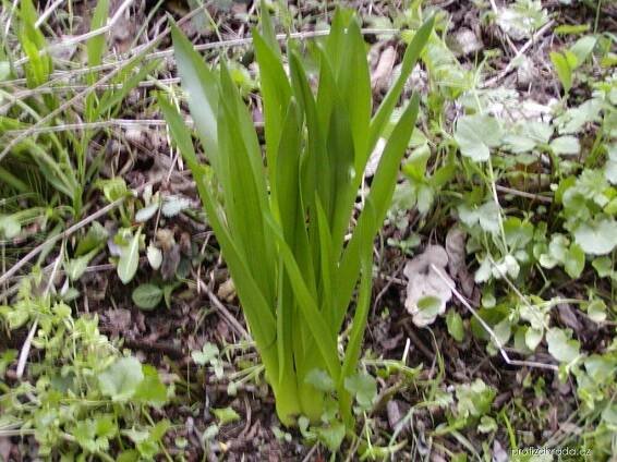 Colchicum autumnale L. (ocún jesenní)