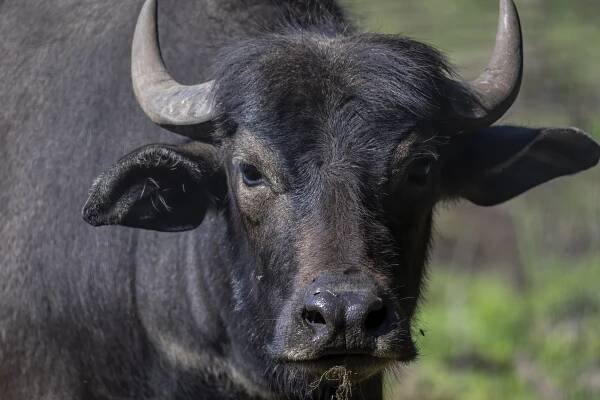 Mokřady na Břeclavsku nově spásají buvoli. Pomáhají udržovat největší slanisko v Česku