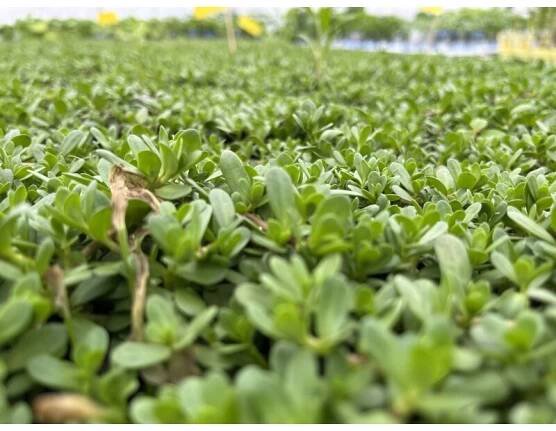 Brahmi Pflanze   Bacopa-monnieri