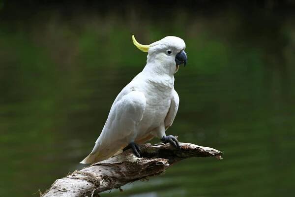 bezplatná Základová fotografie zdarma na téma austrálie, australská divoká zvěř, australská fauna Základová fotografie