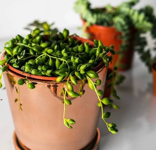 5 Best Hanging Succulent Varieties That Are Must-Haves In Your Garden -