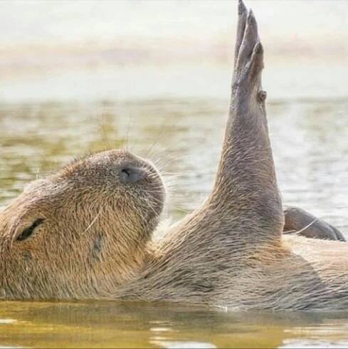 a close up of a animal in the water