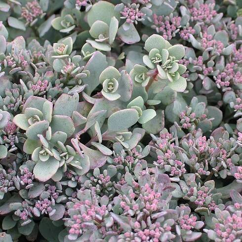 Sedum 'Lidakense' | SlovenskeTrvalky.sk