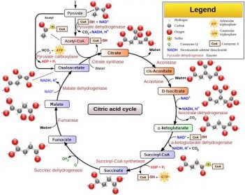 Principles of Biochemistry/Krebs cycle or Citric acid cycle - Wikibooks, open books for an open world