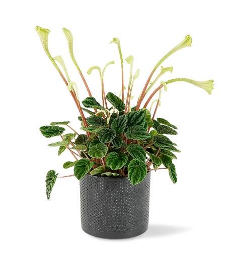 Peperomia caperata 'Lilian' Ø12cm