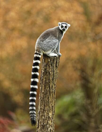ring tailed gray leemur