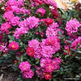 Rosa hybr. (P) Purple Rain | Růže |Zahradnictví Franc 