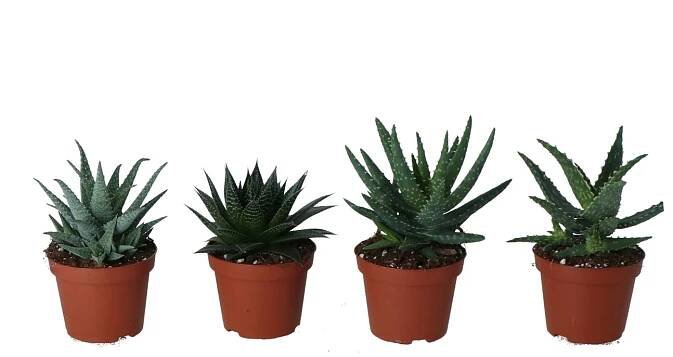 Aloe aristata, různé druhy, výška cca 10-15 cm, pr. kv. cca 10,5 cm nakoupit u OBI