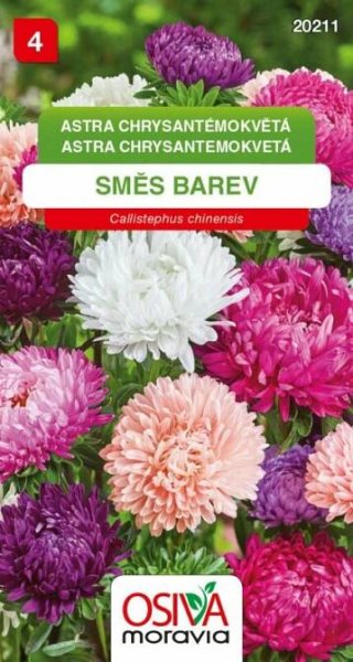 Astra chrysantémokvětá - směs barev 20211