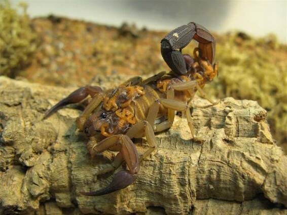 Rhopalurus - buthidaes Webseite!