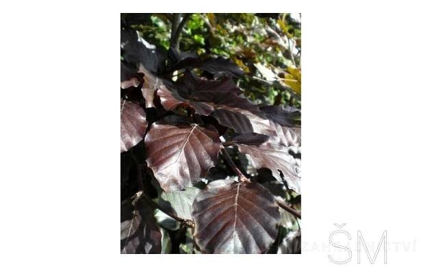 Fagus sylvatica 'Atropurpurea' Buk lesní
