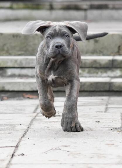 Cane Corso
