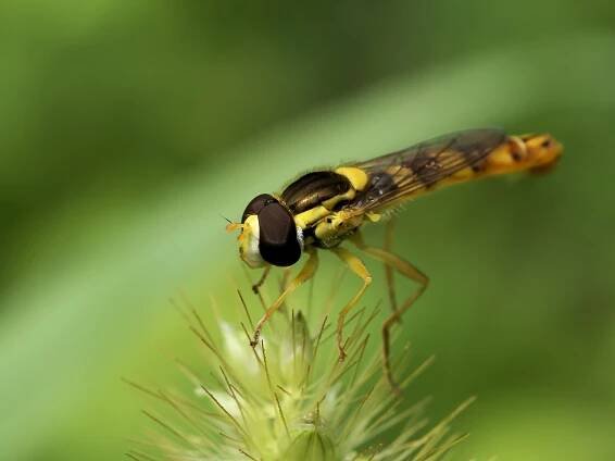 Soubor:Sphaerophoria scripta.jpg – Wikipedie
