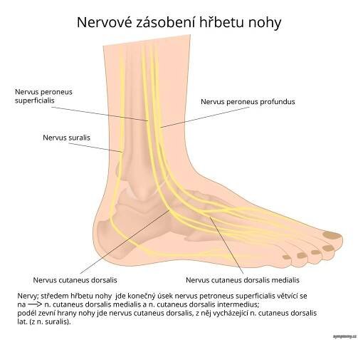 Neuropatie - příznaky a léčba