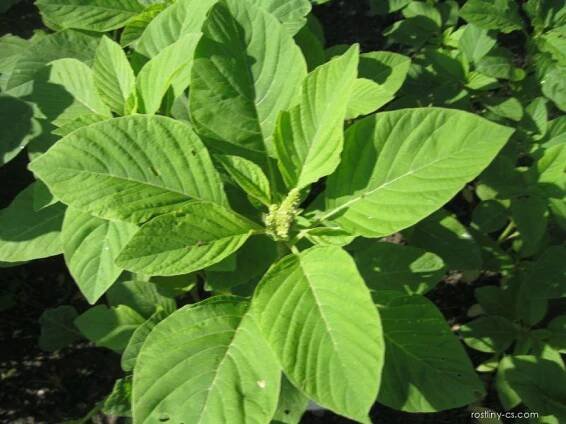 Laskavec ocasatý - Amaranthus caudatus, listy