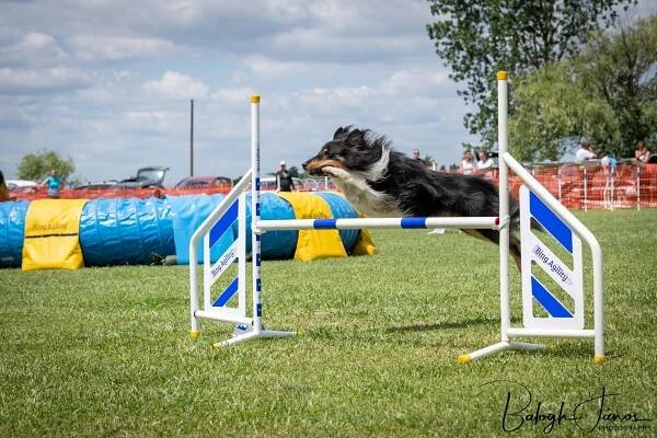 Képek a Pilis Open light-ról – Working Shelties