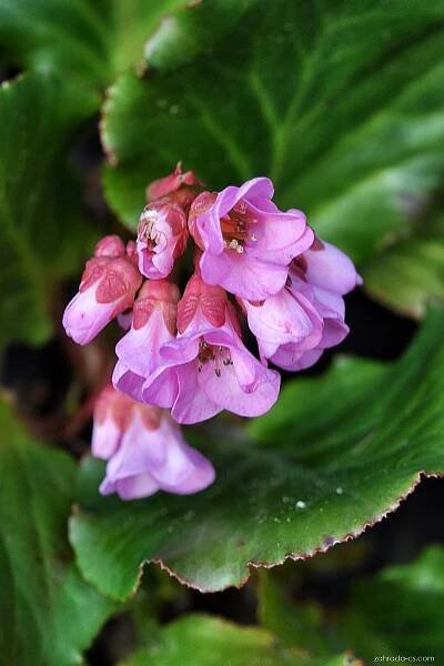 Bergénie (Bergenia)