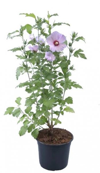 Ibišek Hibiscus bush modrofialová