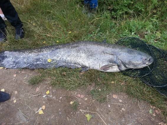 Sumec a ondatra Větrov 28. 6. 2015 » MO Karviná