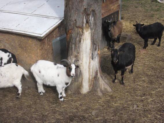 Chuchelský háj - mini zoo