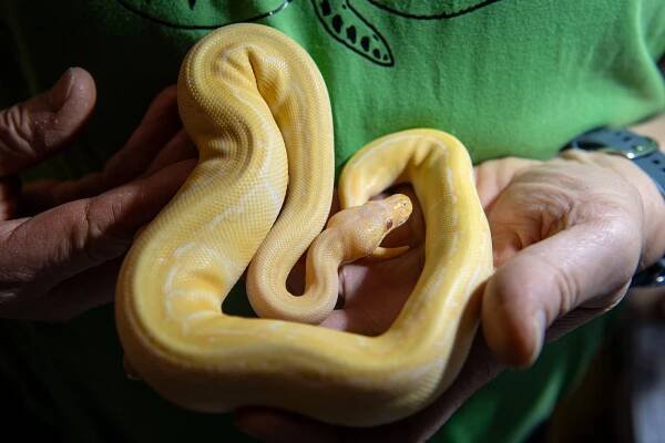 Víkendové tipy v Ostravě: noblesní i zábavné plesy, Fauna trhy, fotbálek i hokej