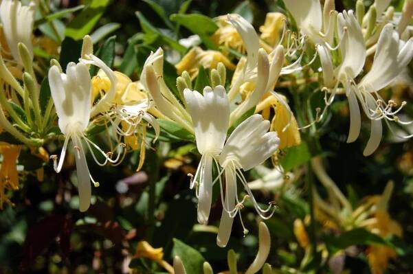 honeysuckle blooms | Pics4Learning