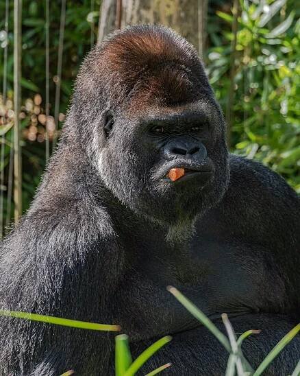 4 Days Uganda Gorilla Safari – 2 Treks