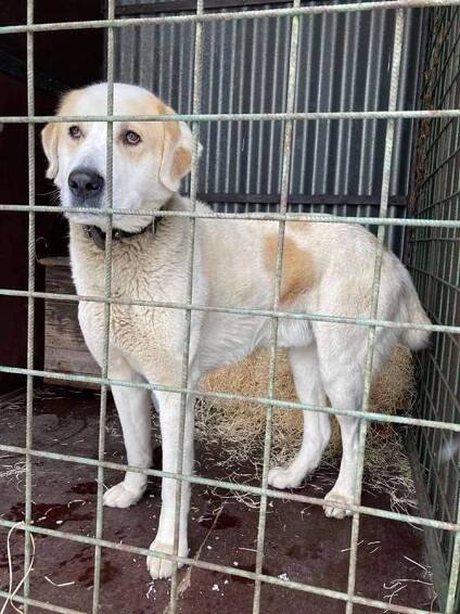 Psi k adopci z útulků, azylů a neziskových organizací