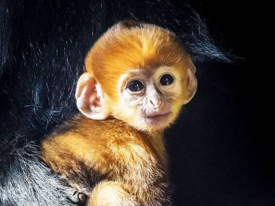The Brutal Reason Some Primates Are Born a Weird Color