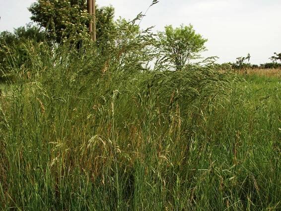 lipnicovité- POACEAE – 6. stránka – PlantaNaturalis.com