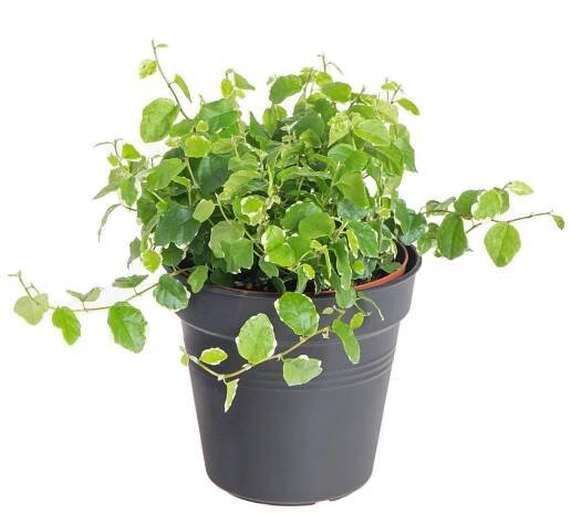 Fíkus plazivý, Ficus pumila White Sunny, 8 cm, skladem