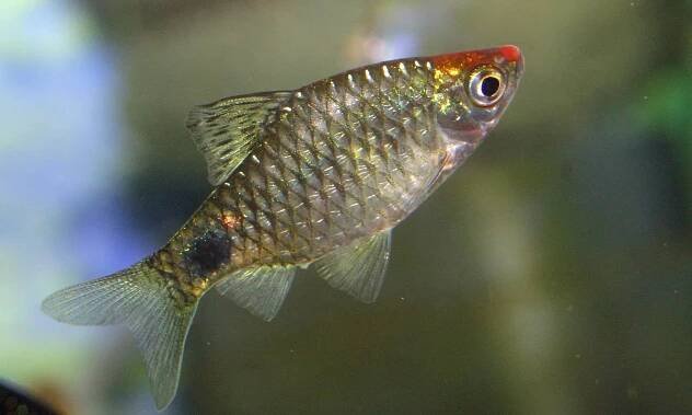barb fish with red spot