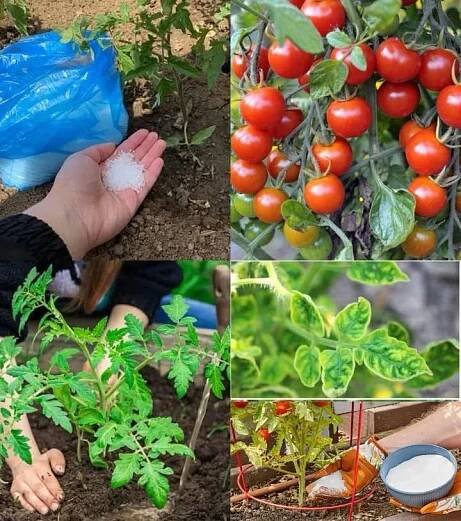 8 úžasných využití epsomské soli pro rajčata - Chutne-cz