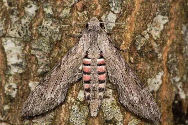 Svlačec hawk-moth (Agrius convolvuli) v klidu na kůra stromu — Stock obrázek