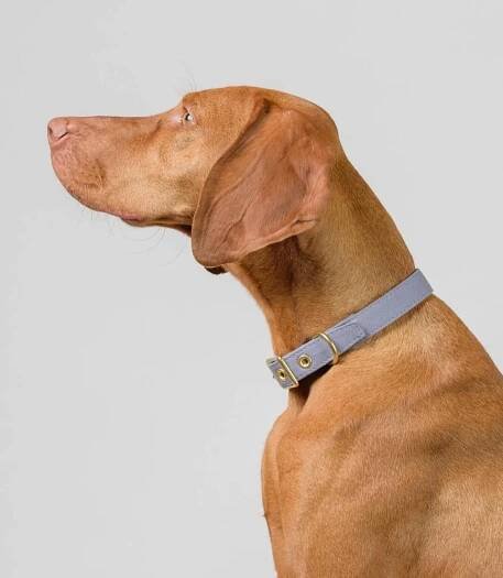 10 Simple Ways to Prepare Your Home for a New Dog