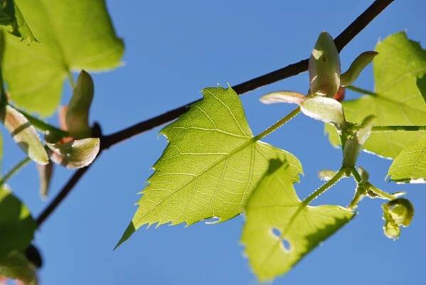 Lípa mongolská (Tilia mongolica)