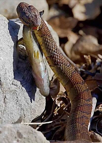 Northern Water Snake.JPG