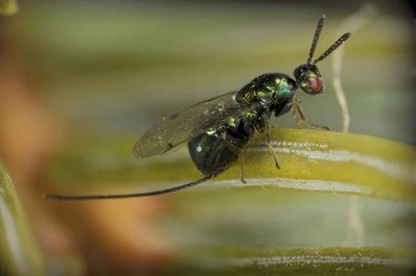 Previous Photo Contests – Entomological Society of Canada