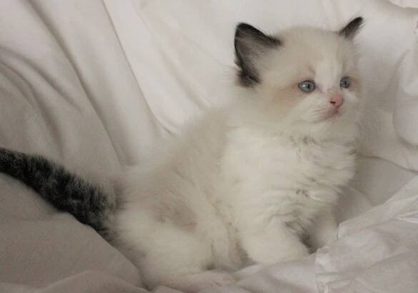 Aspen Ragdolls Gallery