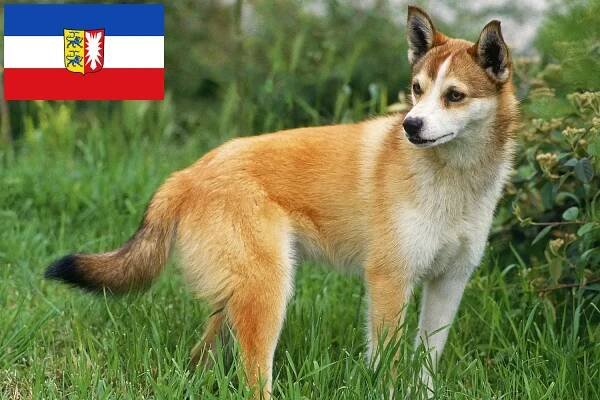 Norský lundehund štěňata a chovatelé Šlesvicko-Holštýnsko