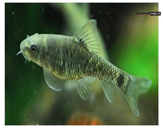 Gara rudohnědá 4.5 cm - Garra rufa - ShrimpAqua