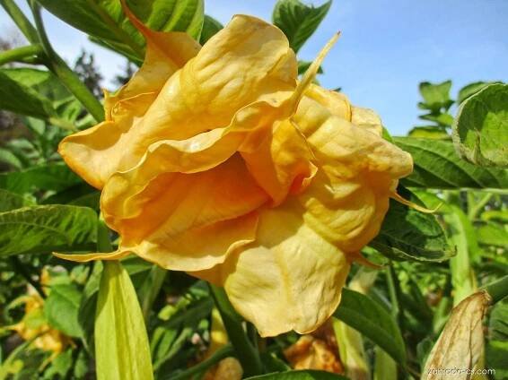Durmanovec (Brugmansia)