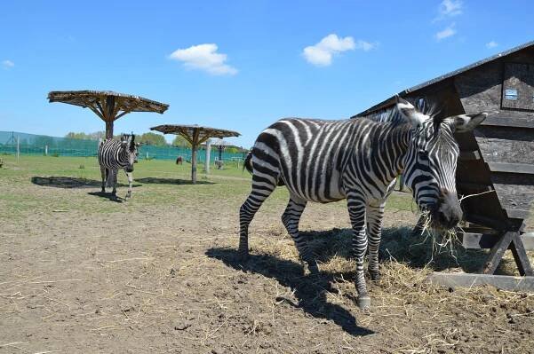 ZOOPARK Stěžery - Zoo - Hradecko - Stěžery