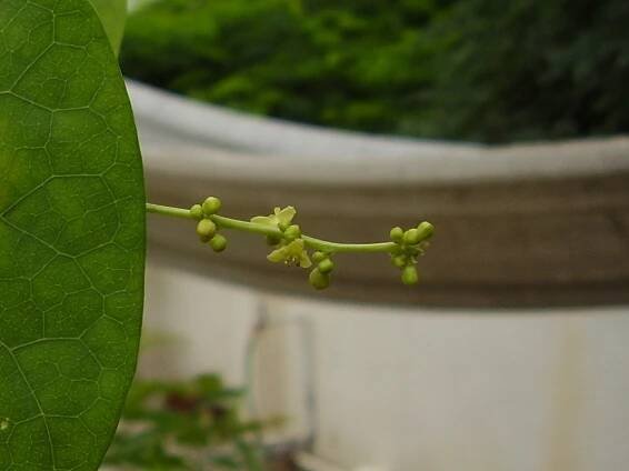 Tinospora cordifolia – eFlora of India