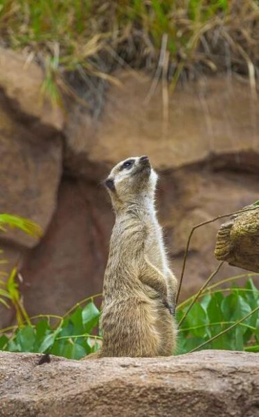 Surikata Stojící Ve Střehu Na Hliněném Pahorku · Základová fotografie zdarma