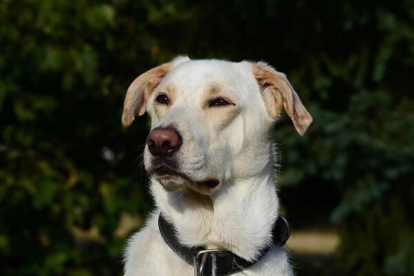 Barney - adoptovaný