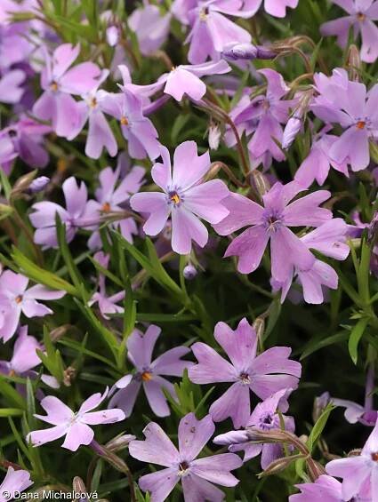 Phlox subulata – plamenka šídlovitá • Pladias: Databáze české flóry a vegetace