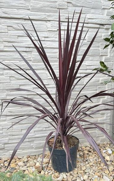 Cordyline - red star, cca 70-80 cm